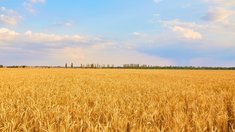 Минсельхоз сохраняет прогноз сбора зерна в РФ в 2024 году на уровне 132 млн т
