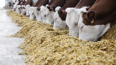 В ДНР выросло производство кормов для сельскохозяйственных животных