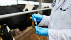 Российские производители готовы к полному импортозамещению антибиотиков в ветеринарии